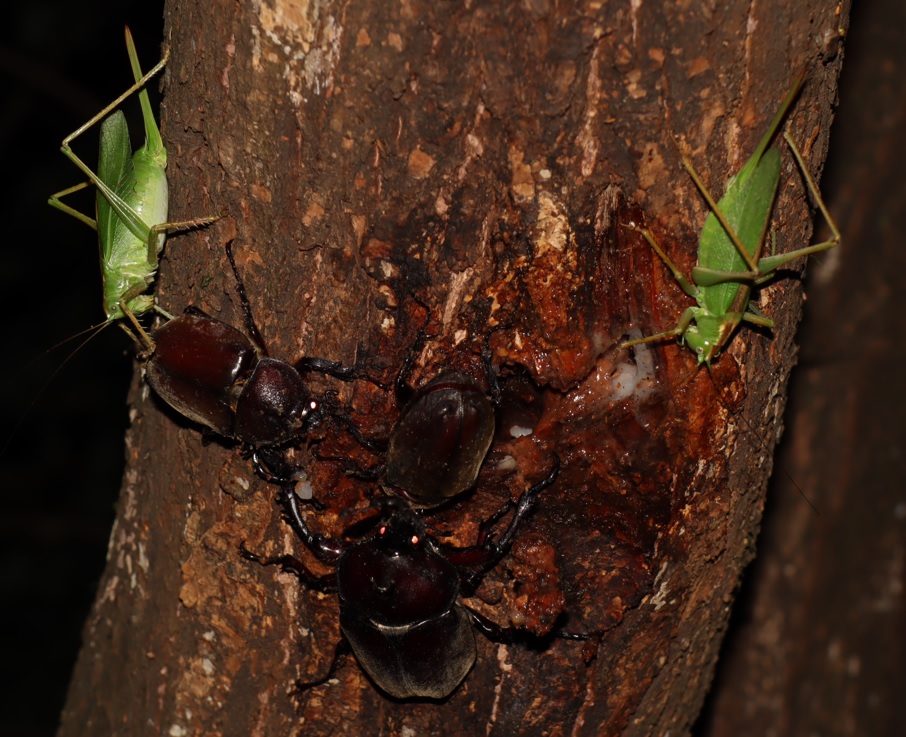 やなぎの枝先_幹に辿ってさらに降りたところにカブトムシ1♂2♀、ヤブキリ2♀_2021年7月29日20時45分頃 気温29度